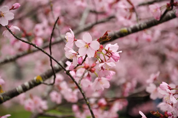 Primo piano di fiori di un albero ciliegio fiorito — Foto Stock
