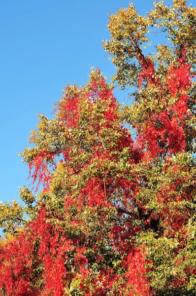 ライムの木の上に赤い葉とクライミングつる — ストック写真