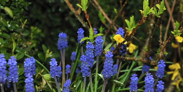 Blue grape hyacinths in spring garden after rainy night — Stock Photo, Image
