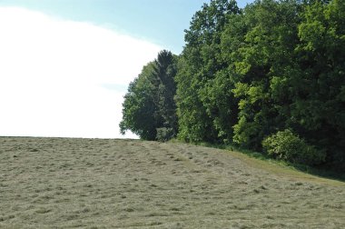 çayır üzerinde çim kurutma mowed