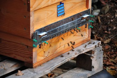 arı kovanı girişinde bal arılar