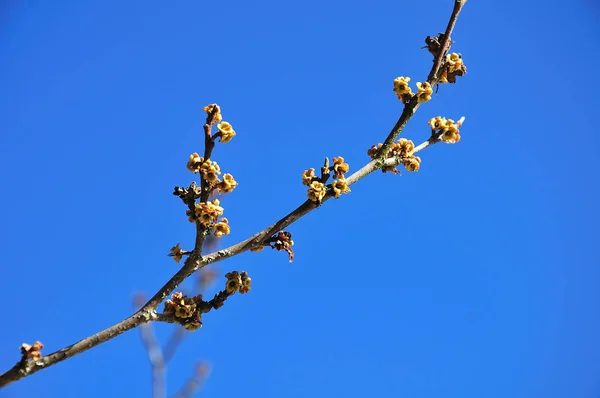 Twig of a virginian witch-hazel with flowers — Stock Photo, Image