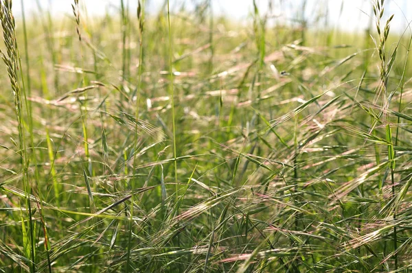 parlak güneş ışığı içinde Brome çim