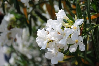bir Oleander Bush beyaz çiçekleri