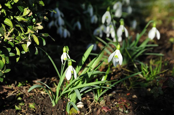 Schneeglöckchen im Garten im Morgenlicht — Stockfoto