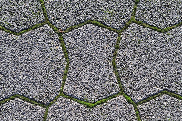 石畳の隙間の苔 — ストック写真