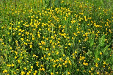 bir çayırda buttercup çiçekler