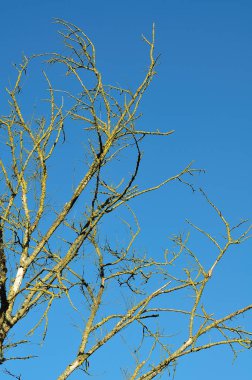 likenlerle yetişen yapraksız dallar