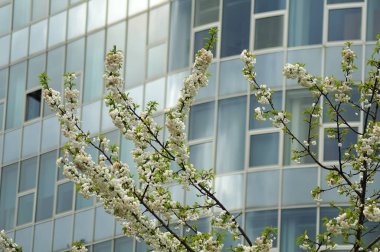 bir şehirde beyaz çiçekleri ile bir ağacın dalları