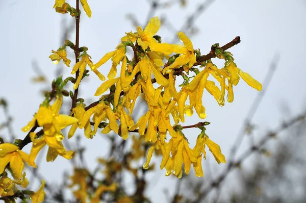 Rain drops on forsythia blossoms on april morning — Stock Photo, Image