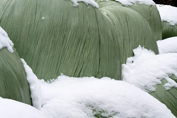 Balas de ensilado en un corral en invierno — Foto de Stock