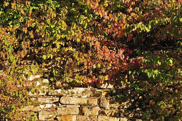 Dogwood mudando a cor da folha no final do verão — Fotografia de Stock