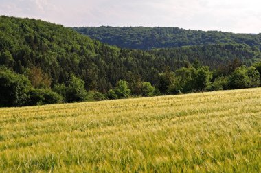 arpa tarlası ve orman ile tepelik manzara