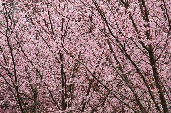 Grupa kwitnących wiśniowych drzew z różowymi kwiatami — Zdjęcie stockowe