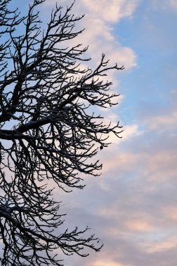 bir ağacın çıplak dalları üzerinde kar