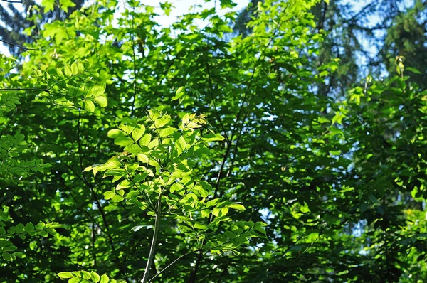 Blätter einer Esche in der Morgensonne — Stockfoto