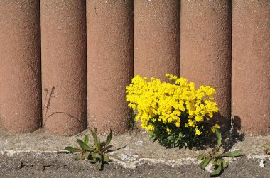 altın alison bir bahçe duvarında büyüyen