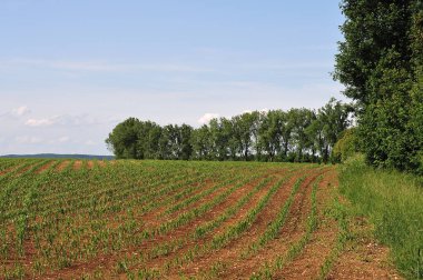 sıralı genç mısır bitkileri ile alan