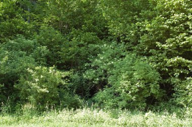 çiçekli yaşlı çalılar ile ilkbaharda orman kenarı