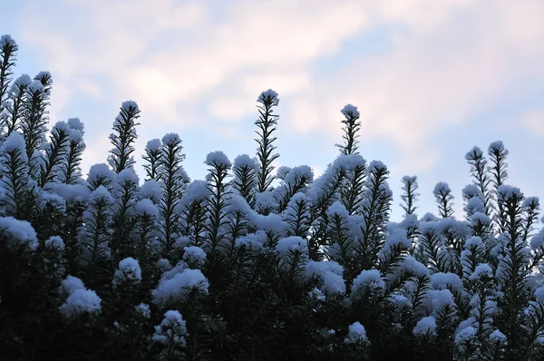 Neve na sebe de teixo na manhã de inverno — Fotografia de Stock