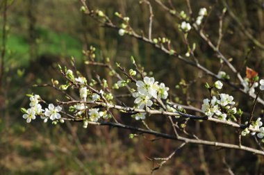 Güneş ışığı altında bir ağacın beyaz çiçekleri.
