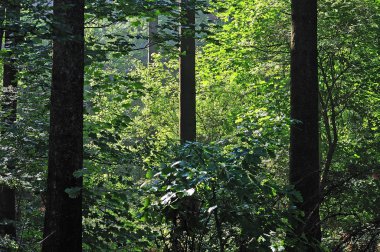 doğal ormanda sabah ışığı