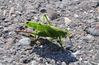 asfalt yolda yeşil çekirge