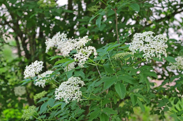 Flores de uma árvore mais velha — Fotografia de Stock