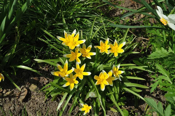 Stjärnformade gula och vita blommor av en tarda tulpan — Stockfoto
