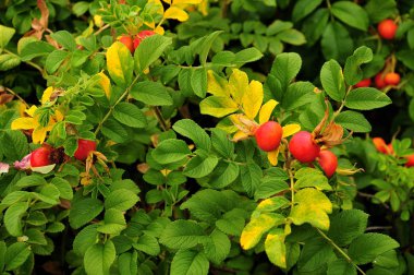 kalçaile japon gül çalı 