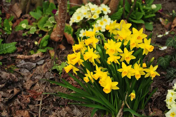 Smallblommiga gula påskliljor växer i vår trädgård — Stockfoto