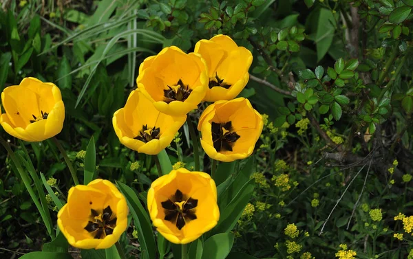 Gele tulpen in felle zon in de lentetuin — Stockfoto