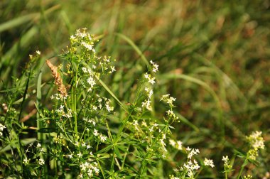white bedstraw with tiny flowers