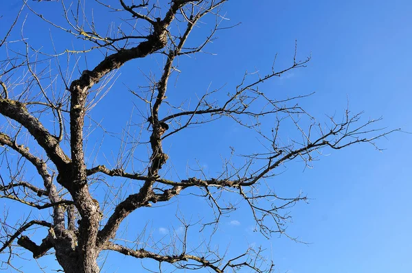 Dosel sin hojas de un manzano en primavera — Foto de Stock