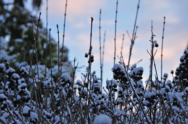 Snow on black berries of a privet hedge — Stock Image Snow on black berries of a privet hedge Royalty Free Stock Images