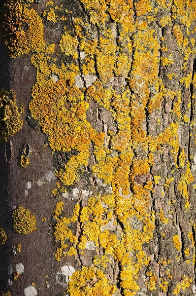 Lichens sur une écorce d'arbre — Photo