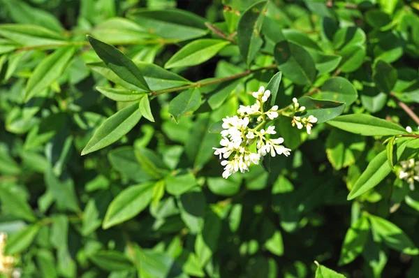 Blommande Privet Hedge — Stockfoto