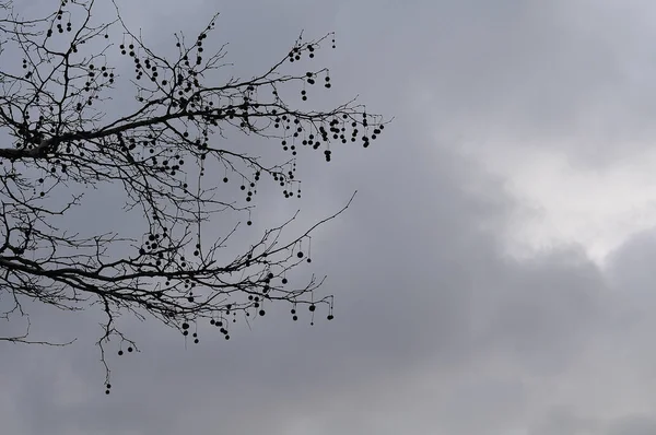 Ramos de uma árvore plana com frutos — Fotografia de Stock
