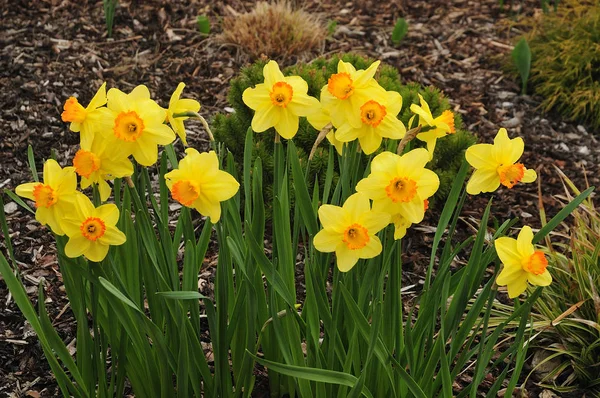 Narcissen met gele bloemblaadjes in lente tuin — Stockfoto