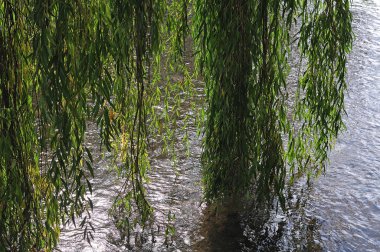 suda asılı ağlayan bir söğüt dalları