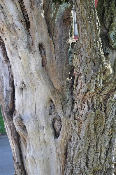 Ствол старого дерева с частично отсутствующей корой — стоковое фото