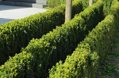 sıralar halinde büyüyen boxwood kesme çitleri