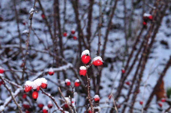 Cynorrhodons en hiver recouverts de neige — Photo