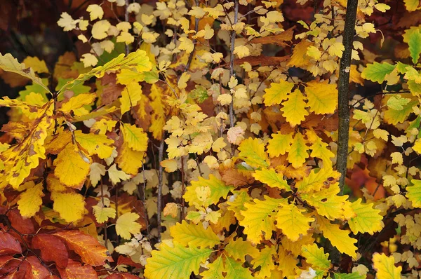 Lisière de forêt avec des feuilles colorées — Photo