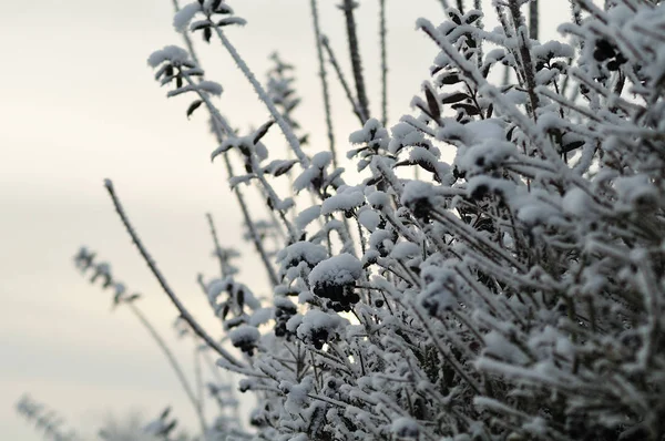 겨울에 privet 울타리에 눈 — 스톡 사진