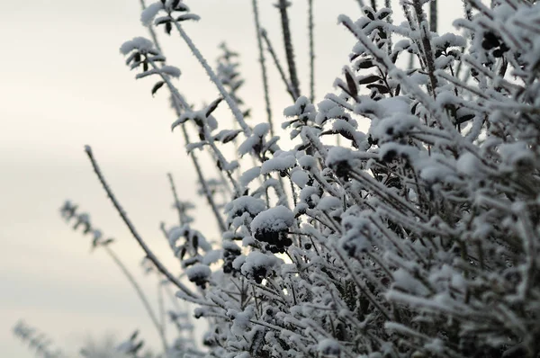 Snow on a privet hedge in winter — Stock Image Snow on a privet hedge in winter Royalty Free Stock Photos