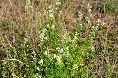 Yaz otlağında beyaz yatak samanı