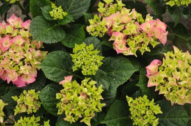 yeşil ve pembe yaprakları ile bir ortanca çiçek başları