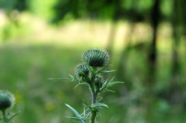 keskin dikenler ile devedikeni tomurcuk