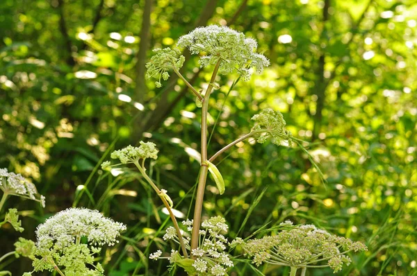 Angélica silvestre floreciente en bosque — Foto de Stock